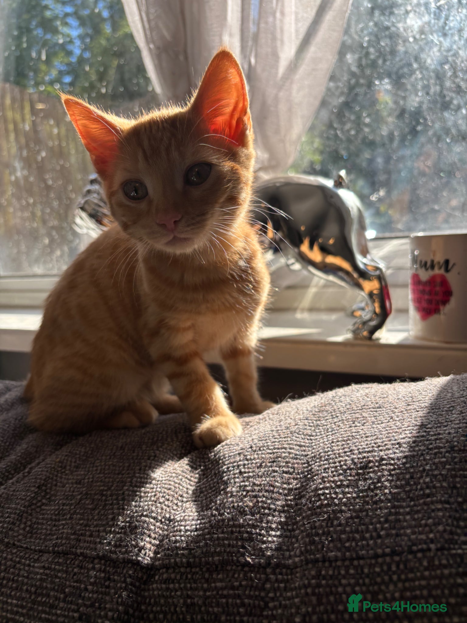 Mixed Breed cats Ginger female  - Advert 16