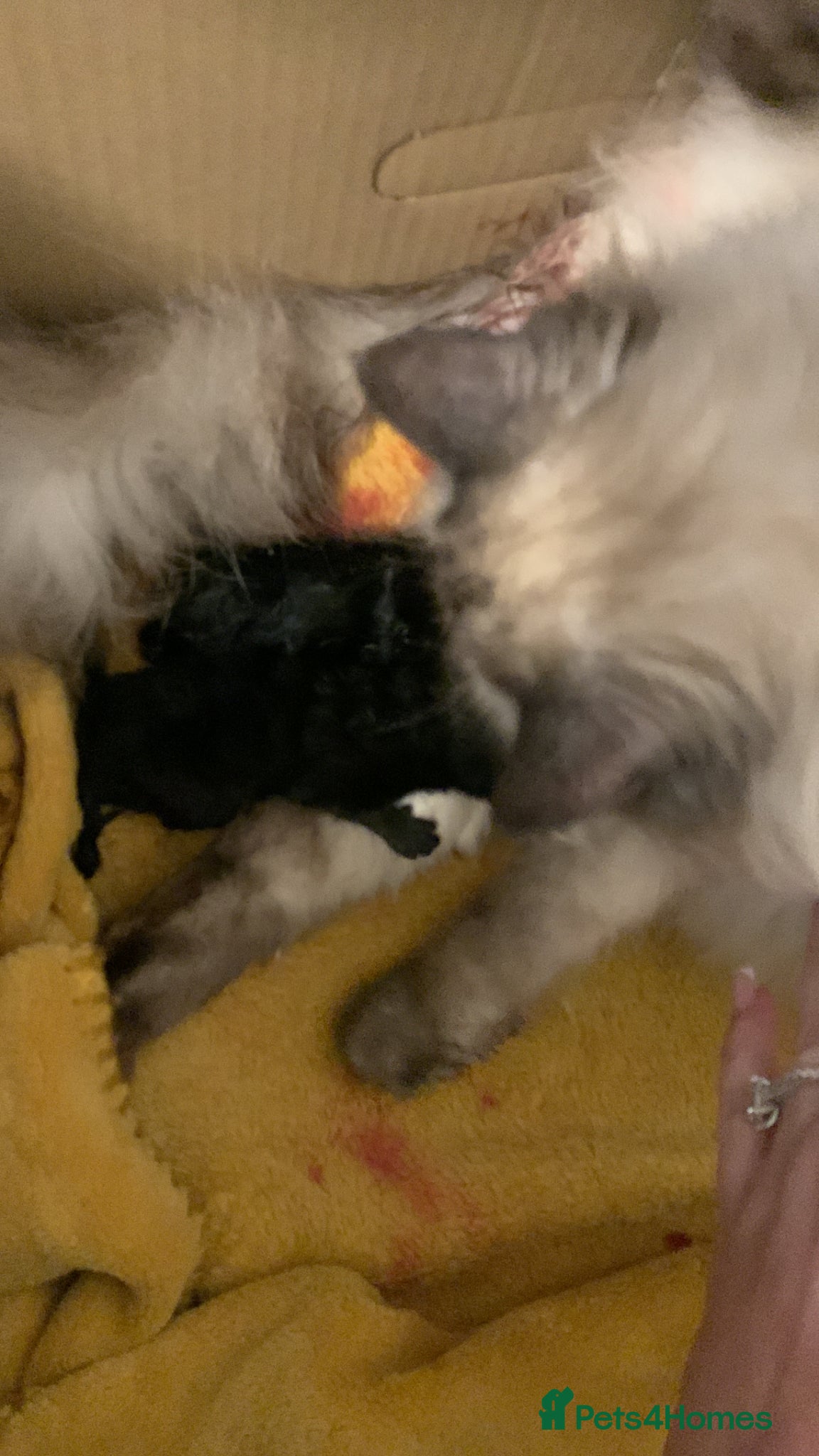 Mixed Breed cats Ragdoll mixed kittens  - Advert 1