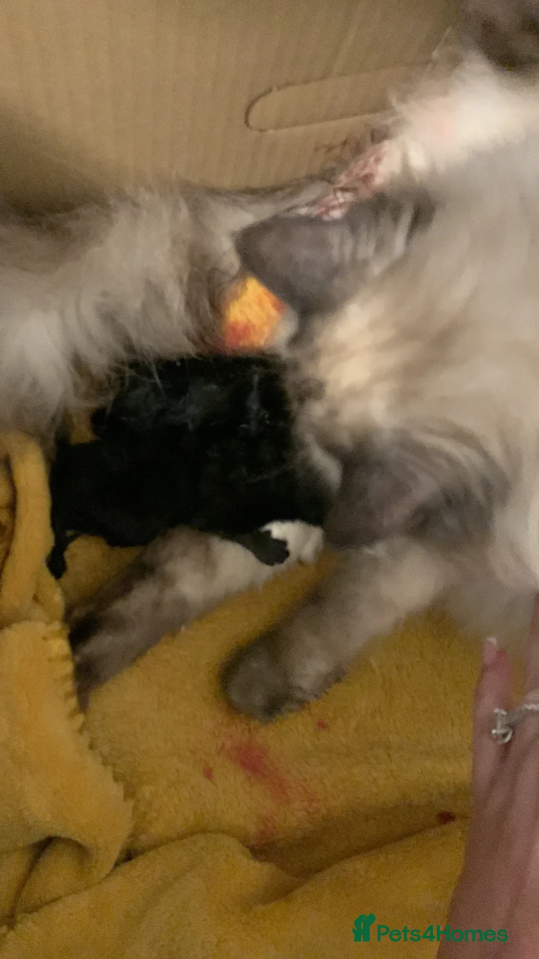 Mixed Breed cats for sale: Ragdoll mixed kittens  in Sale - Advert 1