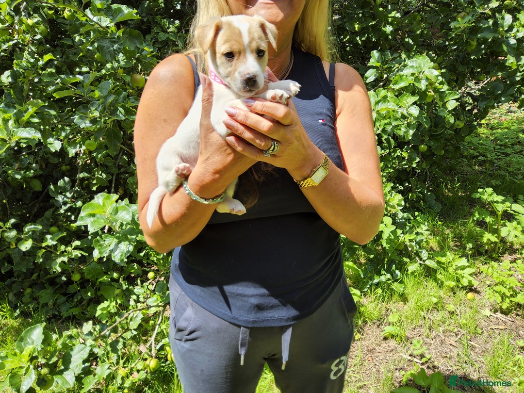Jack Russell dogs for sale: Tri coloured & caramel JRT pups from organic farm - Image 2