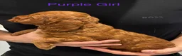 Cockapoo dogs for sale: Stunning Fox Red Cockapoo Puppies in Darlington - Advert 6