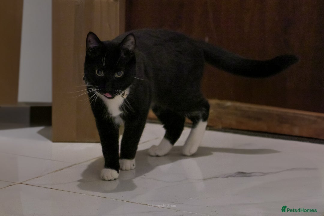 Domestic Shorthair cats for sale: Gentle Boy Cat Seeking Forever Family - Image 8