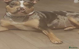 American Bulldog dogs for sale: Pocket bully’s  - Image 7