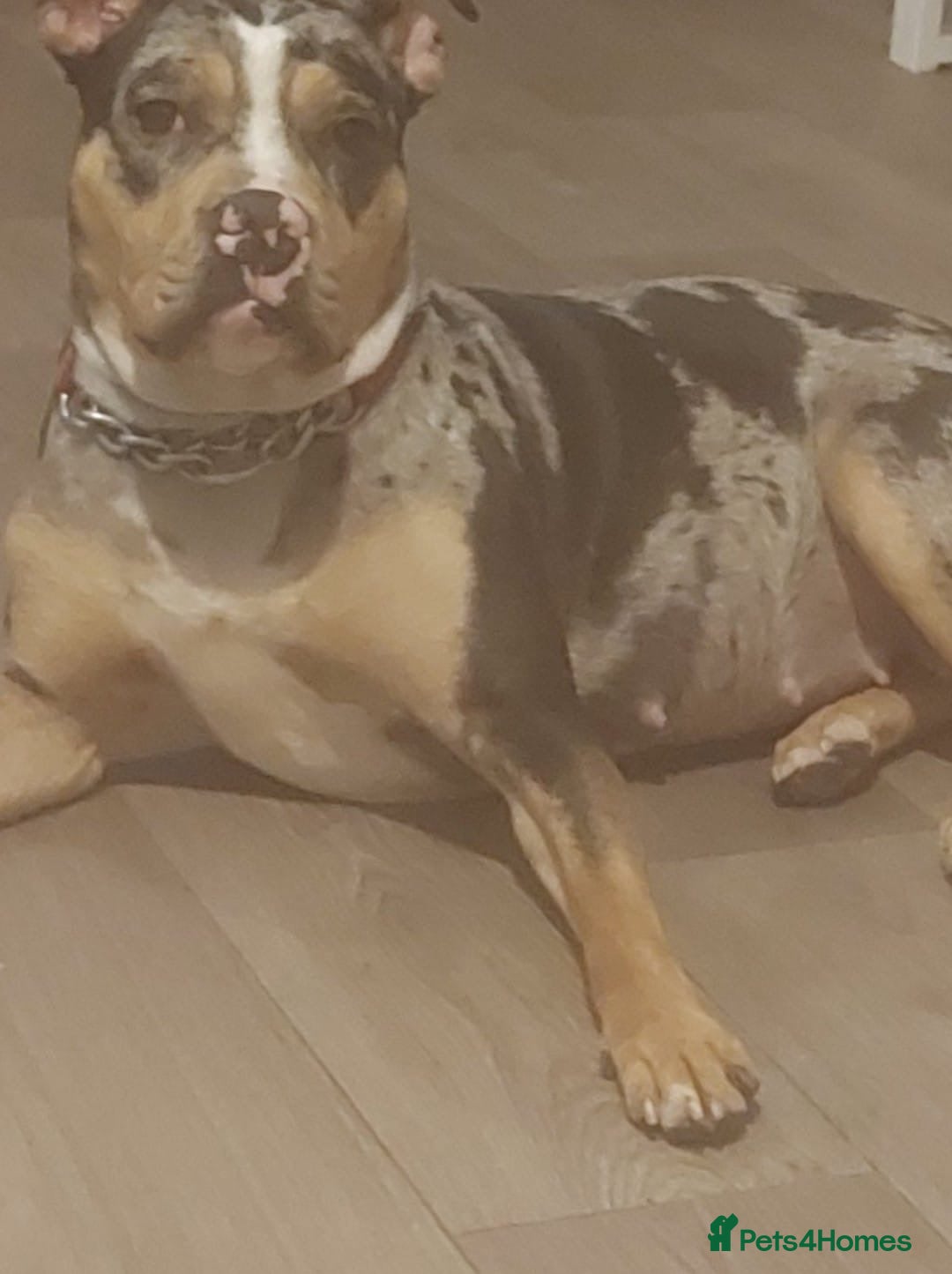 American Bulldog dogs for sale: Pocket bully’s  - Image 7