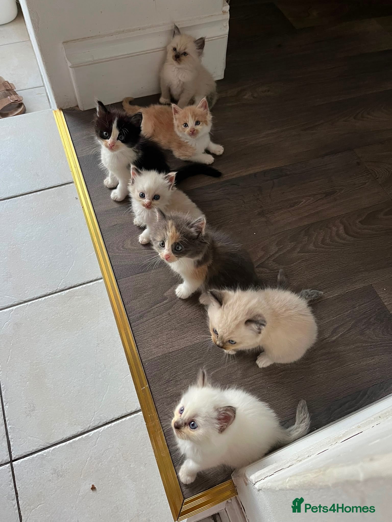 Ragdoll cats ✨Beautiful Ragdoll Kittens✨ - Advert 13