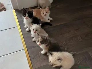 Ragdoll cats ✨1 LEFT - Beautiful Ragdoll Kittens✨ - Advert 3