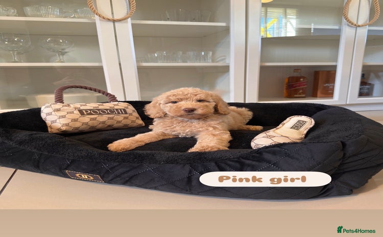 Australian Labradoodle dogs - Advert 1