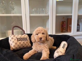 Australian Labradoodle dogs - Advert 1