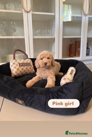 Australian Labradoodle dogs - Advert 1