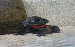 Jackapoo dogs for sale: Gorgeous Jackapoo Puppies - Image 4