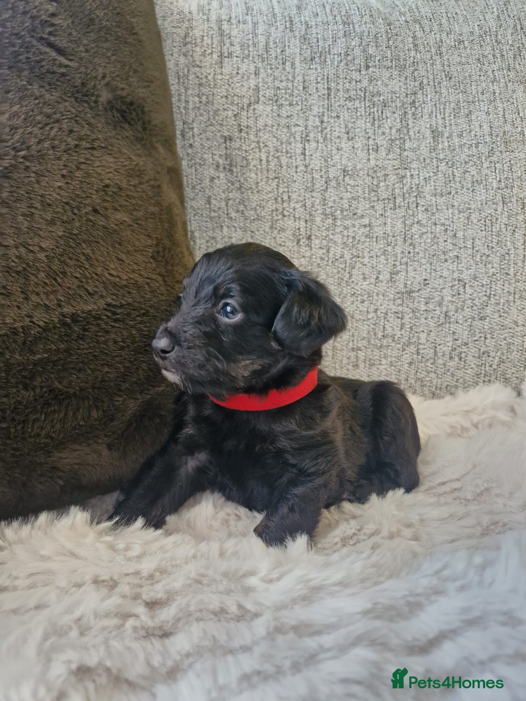 Jackapoo dogs for sale: Gorgeous Jackapoo Puppies - Image 4