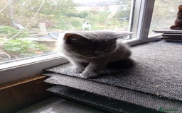 British Shorthair cats for sale: British Shorthair kittens - Image 3