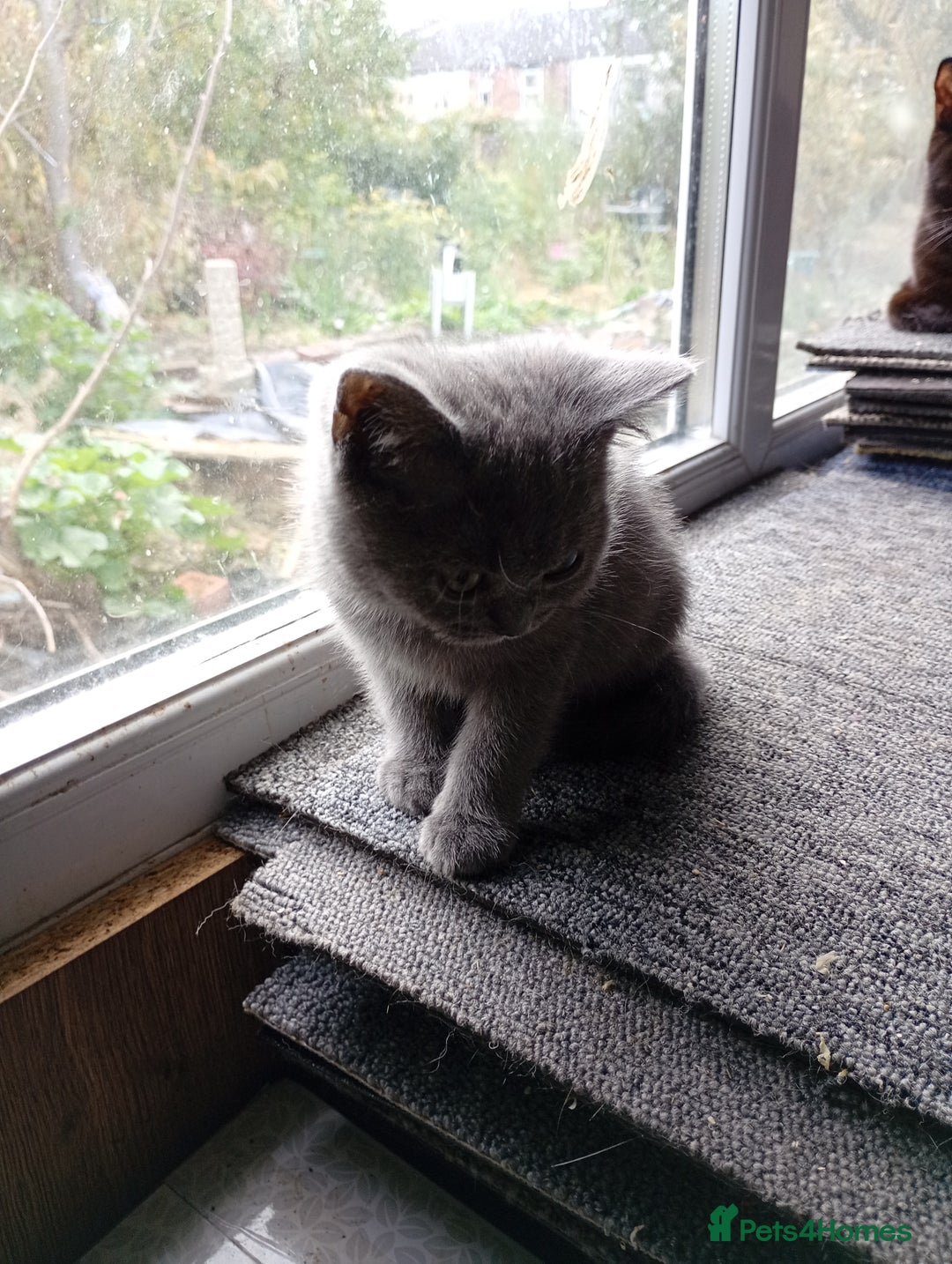 British Shorthair cats for sale: British Shorthair kittens - Image 3