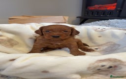 Cockapoo dogs for sale: Beautiful F1 Cockapoo puppies  - Image 10