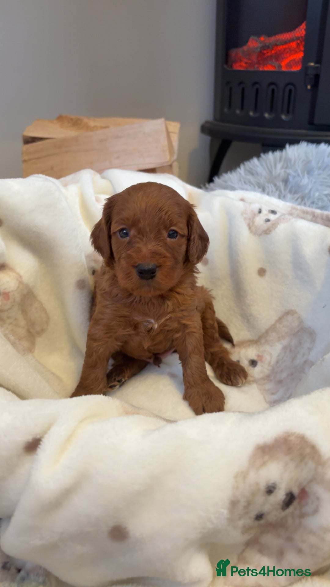 Cockapoo dogs for sale: Beautiful F1 Cockapoo puppies  - Image 10
