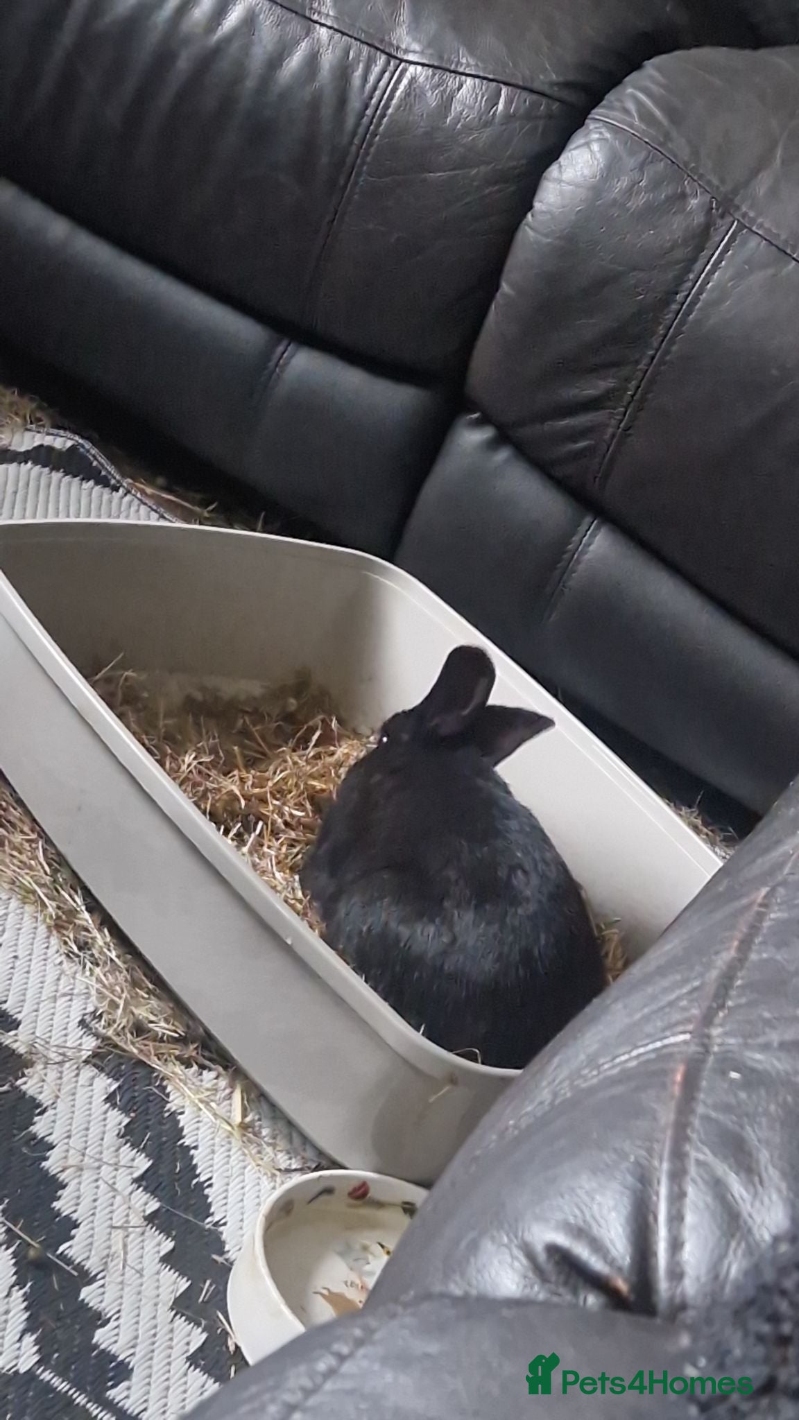 Mixed Breed rabbits Male and Female rabbit. - Advert 1