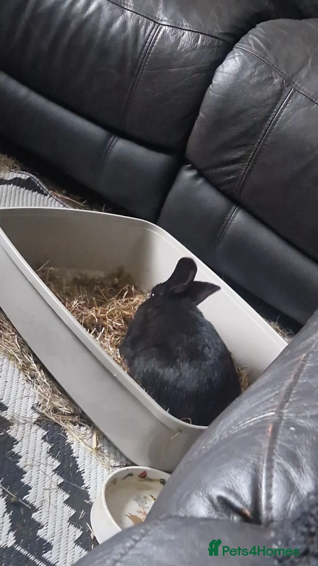 Mixed Breed rabbits for sale: Male and Female rabbit. - Advert 1