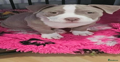 American Bully dogs - Advert 6