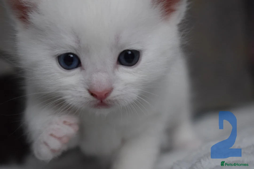 Mixed Breed cats for sale: Fluffy half ragdoll kittens available for sale - Advert 7