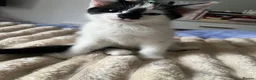 Mixed Breed cats for sale: Find them a loving forever home  - Advert 17