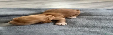 Cocker Spaniel 4