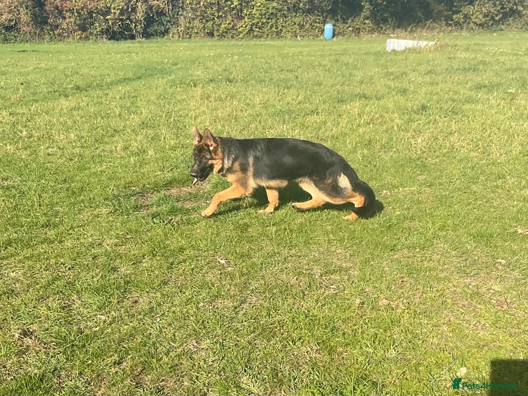 German Shepherd dogs for sale: 25 years experience breeding German Shepherds  - Image 16