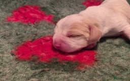 Beagle dogs for sale: Stunning KC REGISTERED Beagle puppies  - Image 4