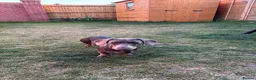 Miniature Dachshund dogs for sale: 9-Month-Old Miniature Dachshund – Blue & Tan  - Advert 3