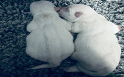 West Highland Terrier dogs for sale: KC Reg Westies - Image 8