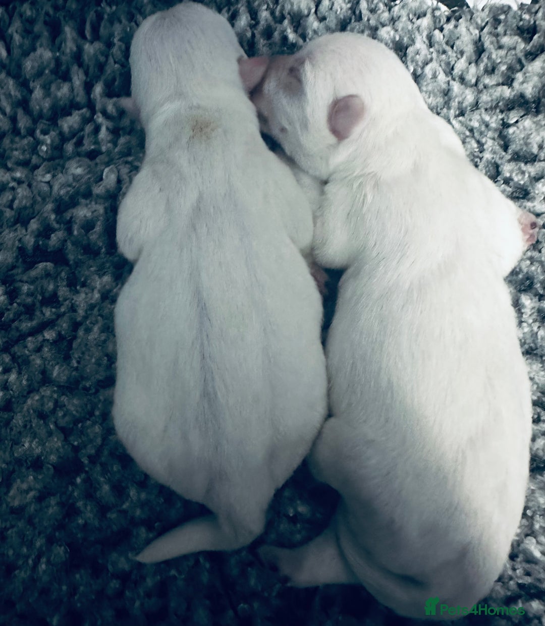 West Highland Terrier dogs for sale: KC Reg Westies - Image 8
