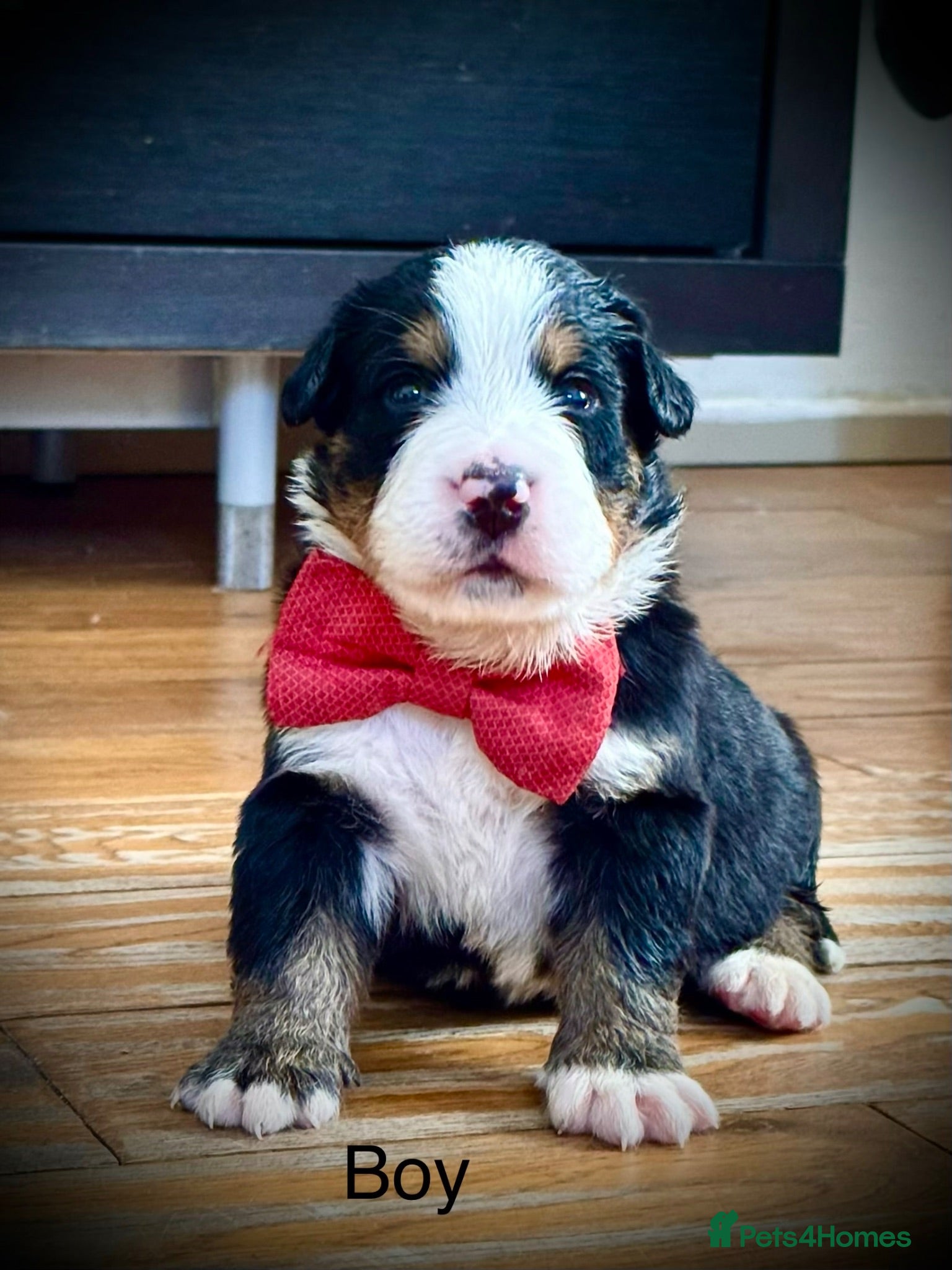 Bernese Mountain Dog dogs KC Registered Bernese Mountain Dog Puppies - Advert 4