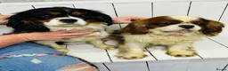 Cavalier King Charles Spaniel dogs for sale: Beautiful King Charles spaniel - Advert 2