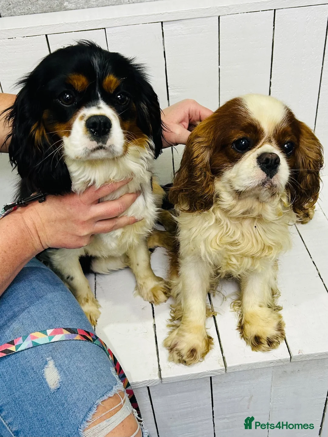Cavalier King Charles Spaniel dogs for sale: Beautiful King Charles spaniel - Advert 2