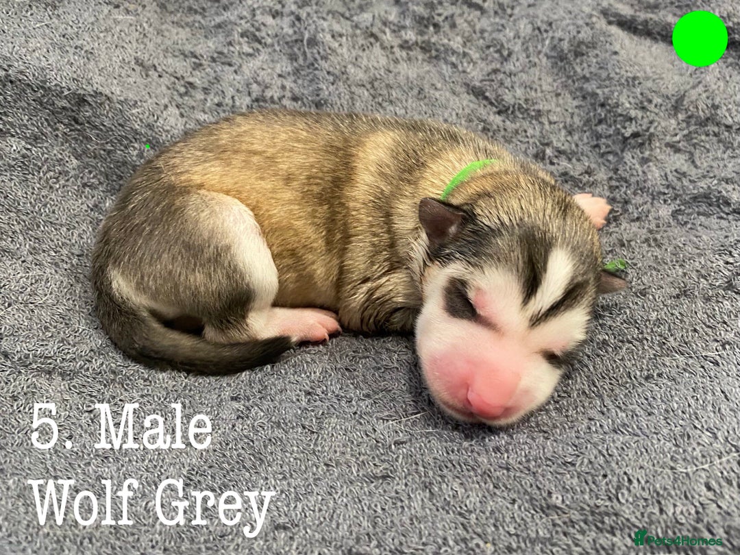 Mixed Breed dogs for sale: Malamute x Alaskan Shepherd Litter - Image 7