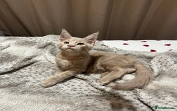 Maine Coon cats for sale: 2 Cream MC kittens ready for their fur-ever homes - Image 8