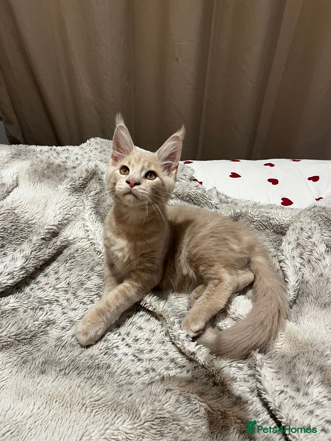Maine Coon cats for sale: 2 Cream MC kittens ready for their fur-ever homes - Image 8