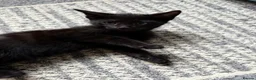 Mixed Breed cats for sale: Kittens for sale  in London - Advert 7