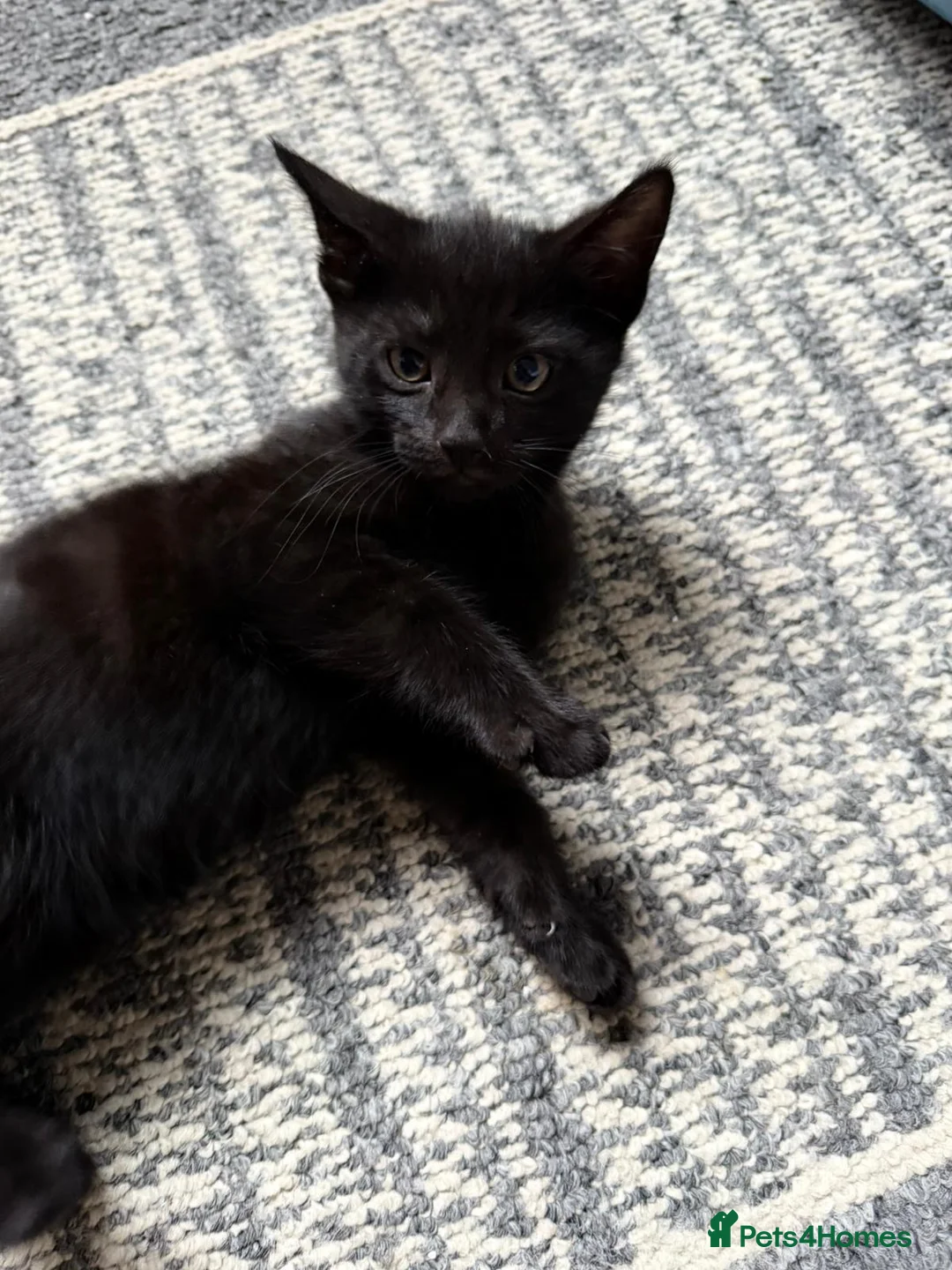 Mixed Breed cats for sale: Kittens for sale  in London - Advert 7