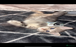 British Shorthair cats for sale: 2 grey tabby kittens  - Image 3