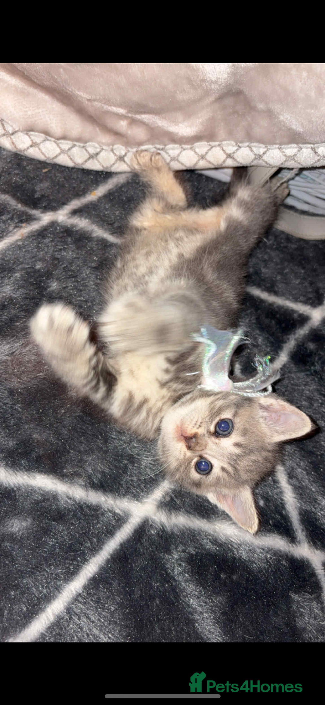 British Shorthair cats for sale: 2 grey tabby kittens  - Image 3