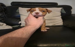 Mixed Breed dogs for sale: Pocket bully's  - Image 5