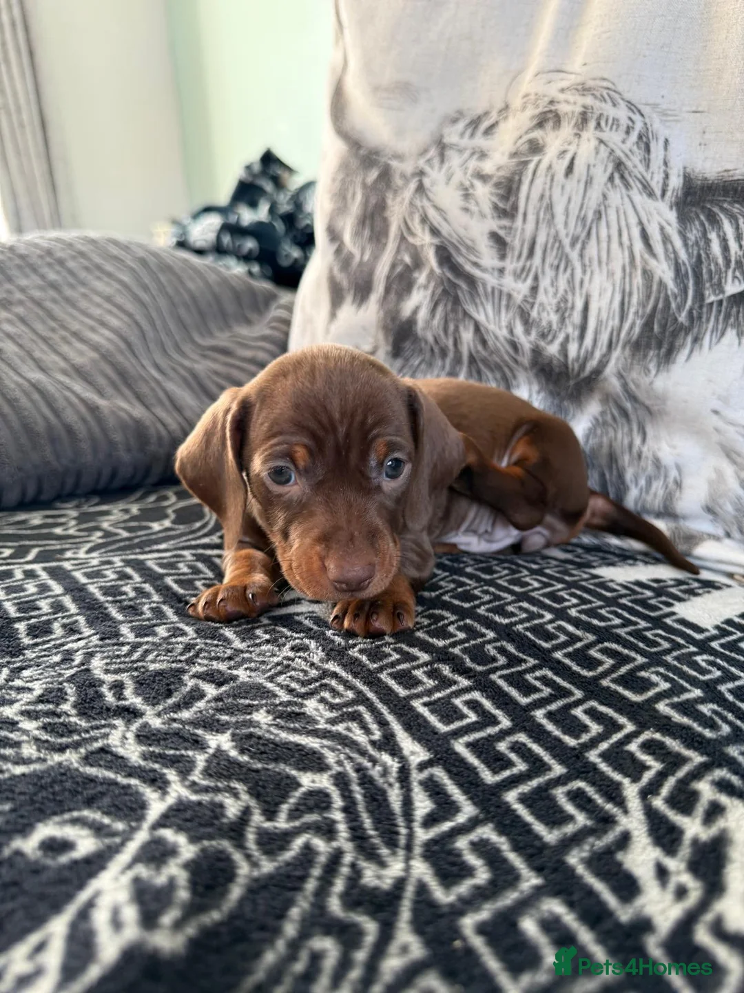 Dachshund dogs for sale: One female available  - Advert 8