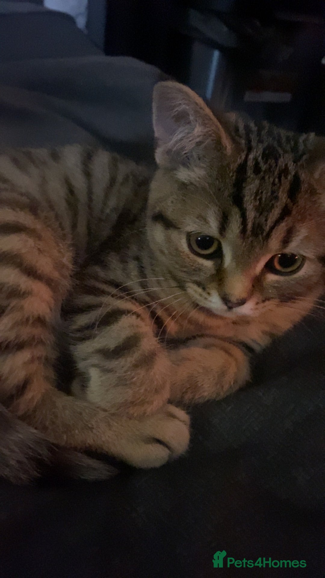 British Shorthair cats for sale: Mrs Rachel Hunter - Image 4