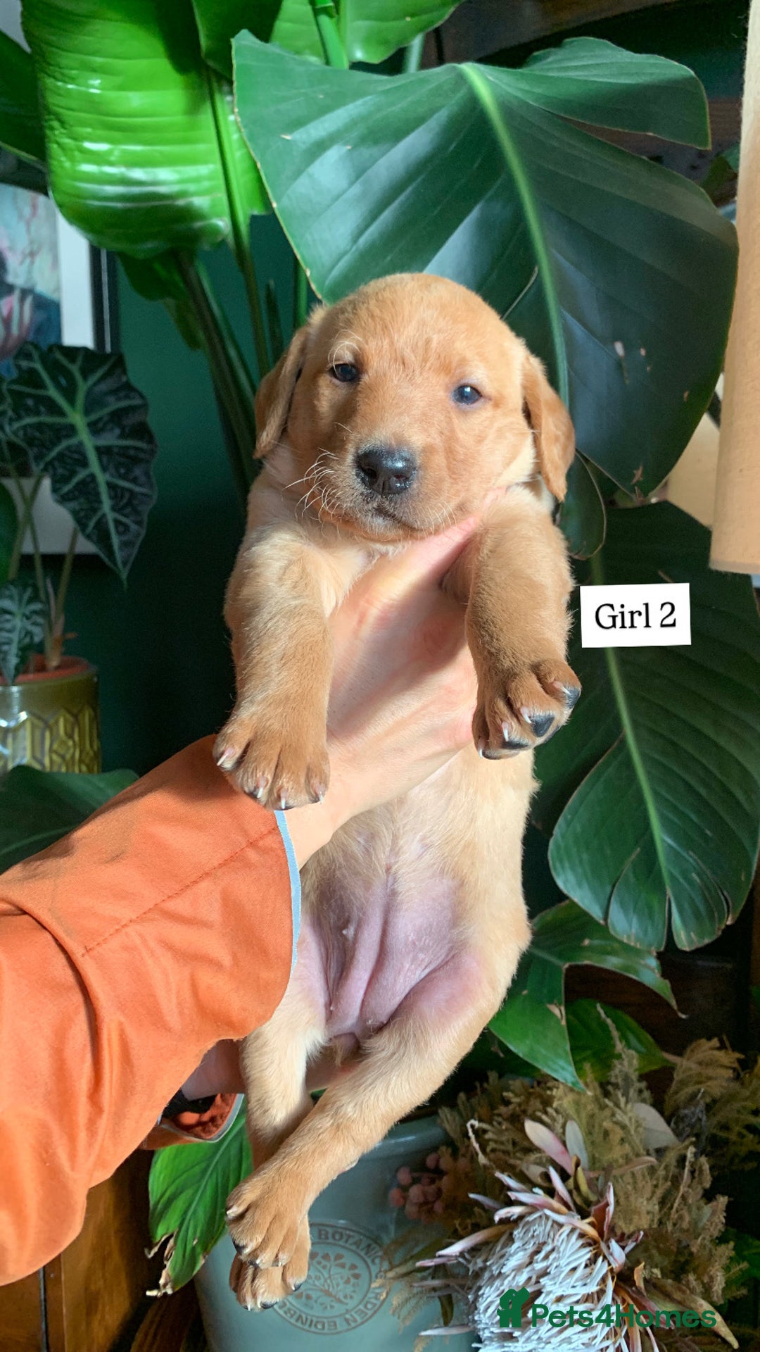 Labrador Retriever dogs for sale: Gorg KC reg labradors with amazing lineage - Advert 4