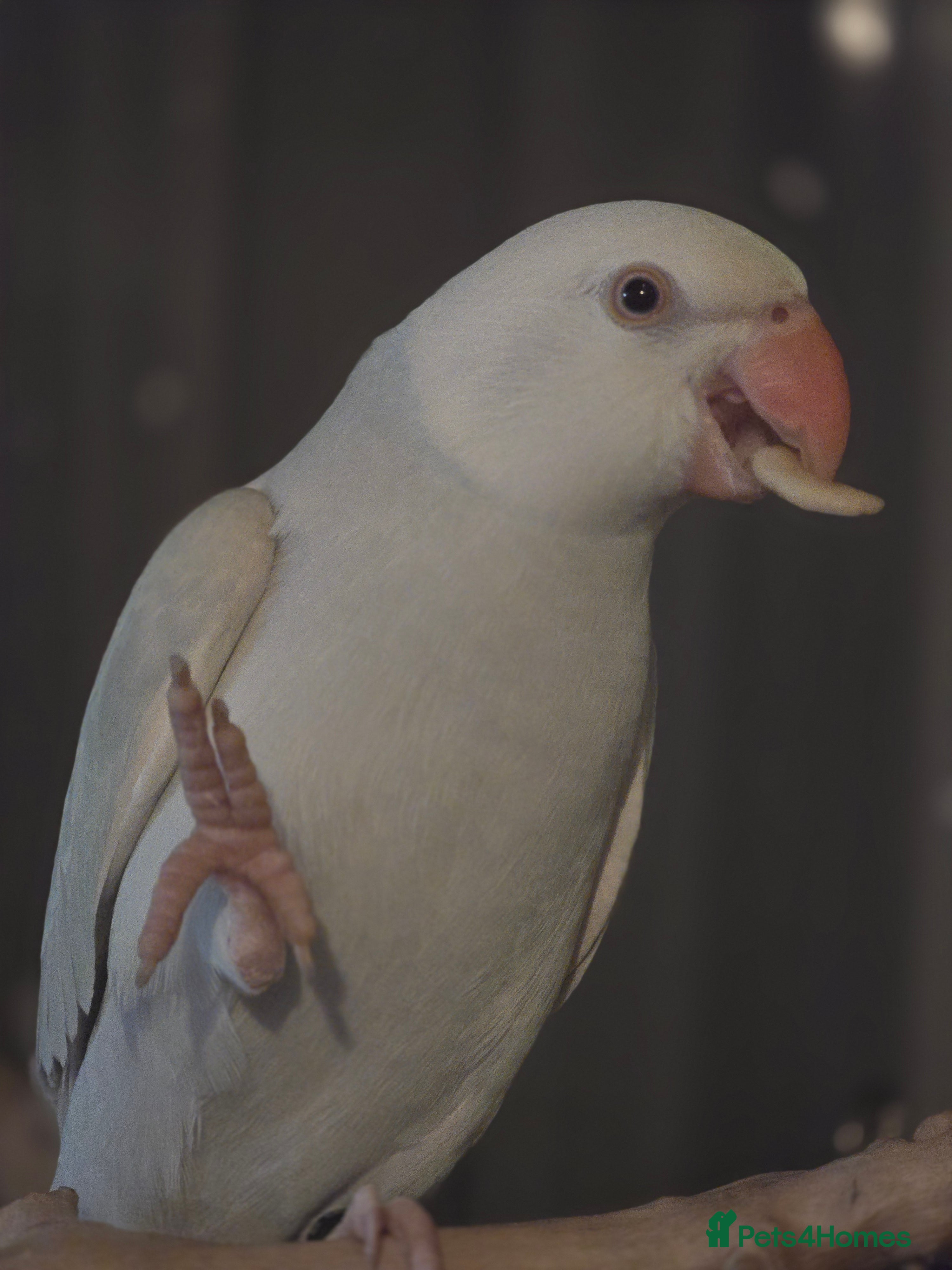 Ringnecks birds Blue Indian ringneck 9 months old - Advert 2