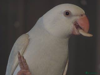 Ringnecks birds Blue Indian ringneck 9 months old - Advert 2