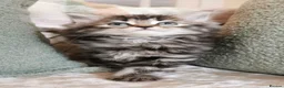 Maine Coon cats for sale: 🐾 Beautiful Maine Coon Kittens 🐾 - Advert 22