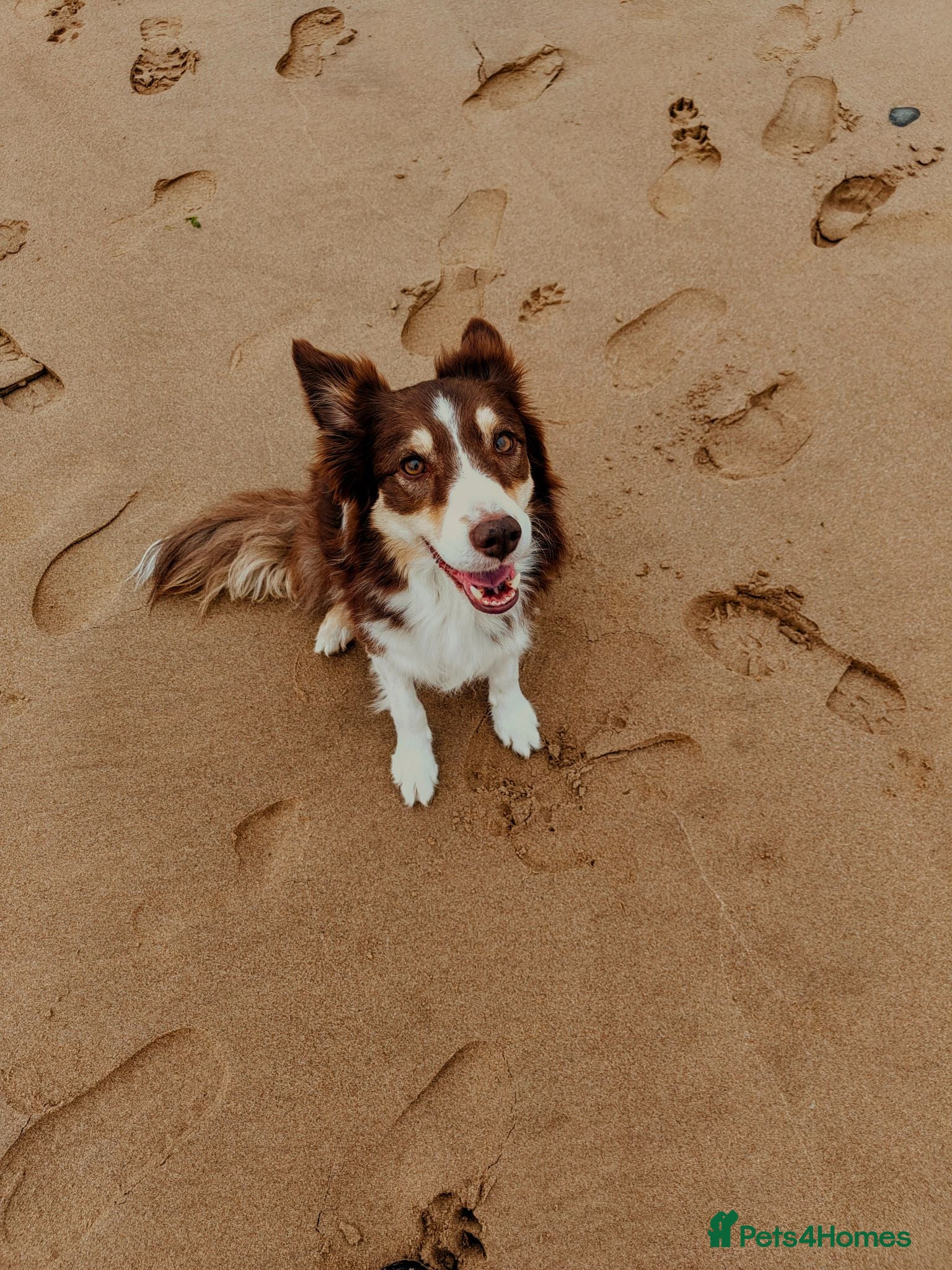 Border Collie dogs Red and white border collie  - Advert 3