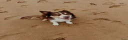 Border Collie dogs for sale: Red and white border collie  in Broughton-in-Furness - Advert 1