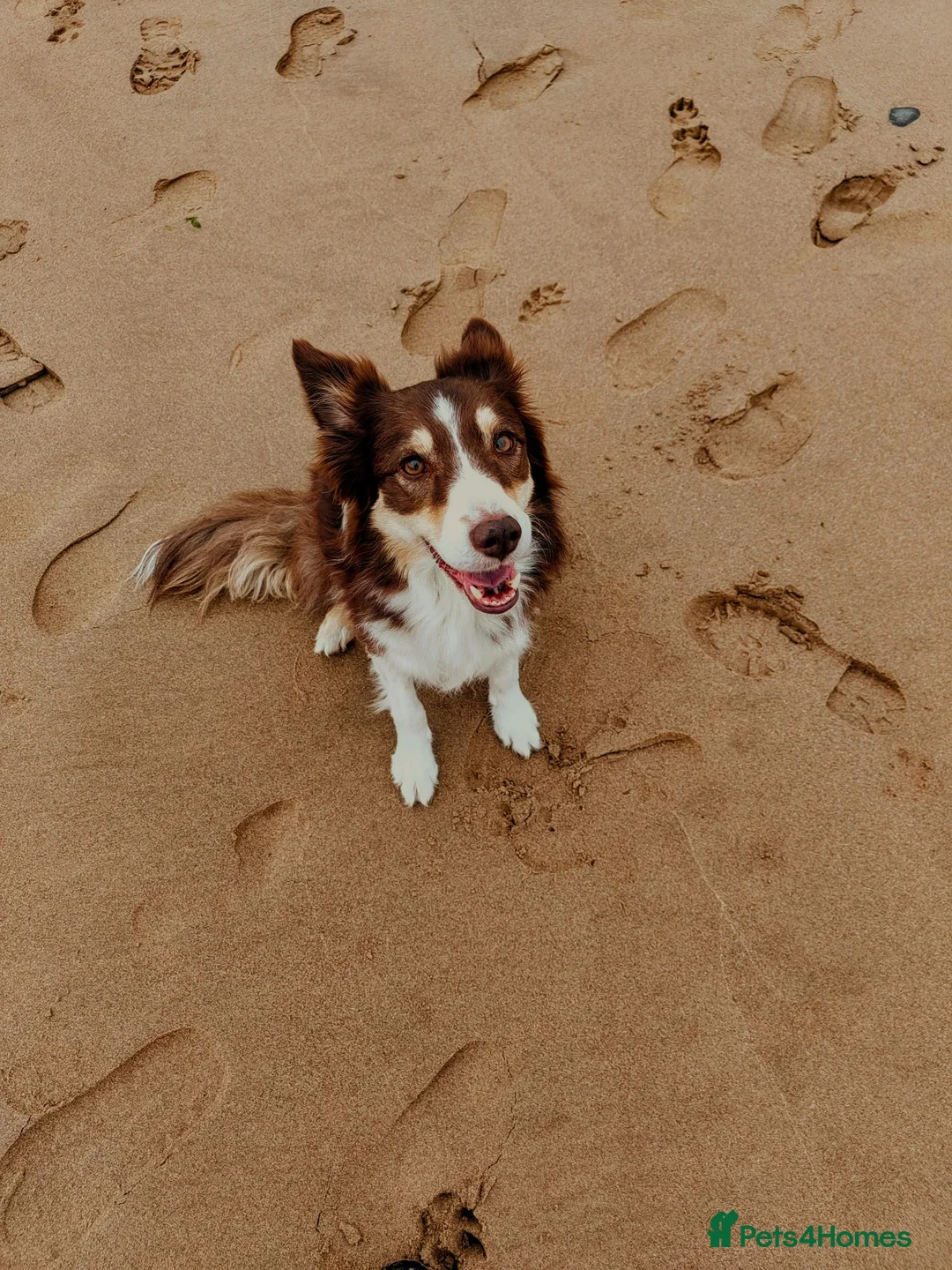 Border Collie dogs for sale: Red and white border collie  in Broughton-in-Furness - Advert 1
